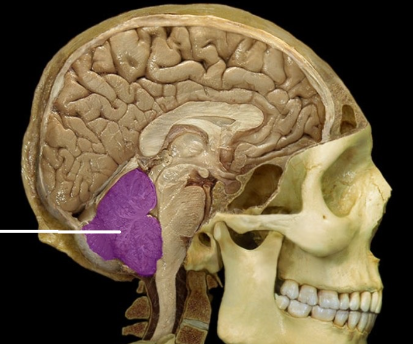 <p><br><span><span>Cerebellum</span></span></p>