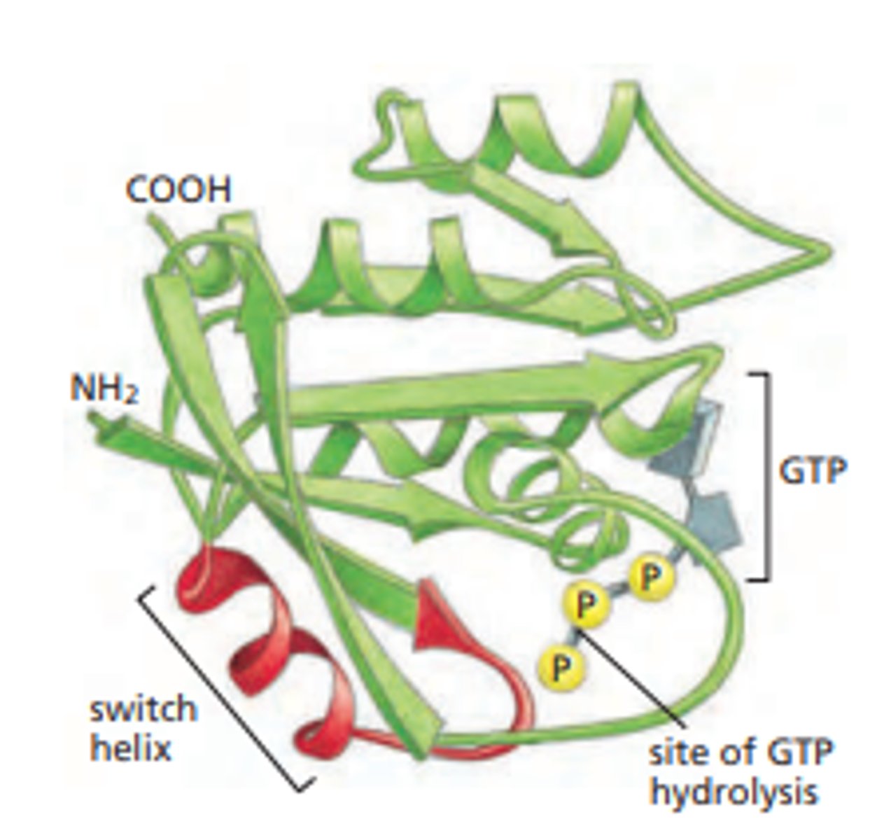 <p>monomeric GTPase that drives the growth, proliferation, and migration of cells</p>
