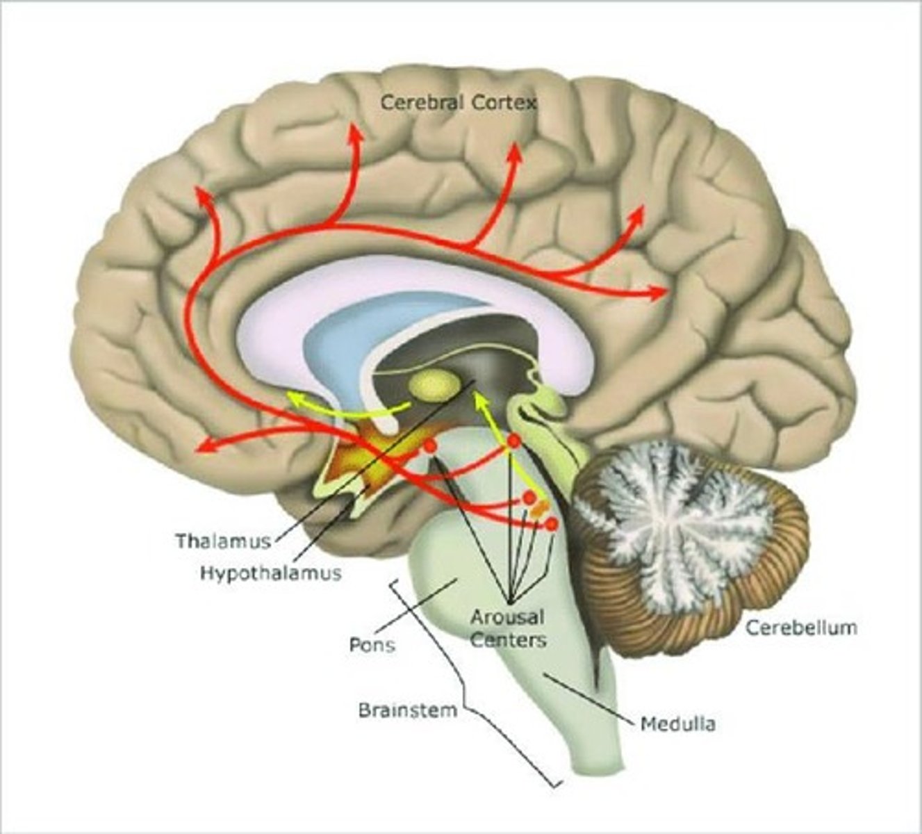 <p>Five neurotransmitters, including histamine, orexin, and acetylcholine, are involved.</p>