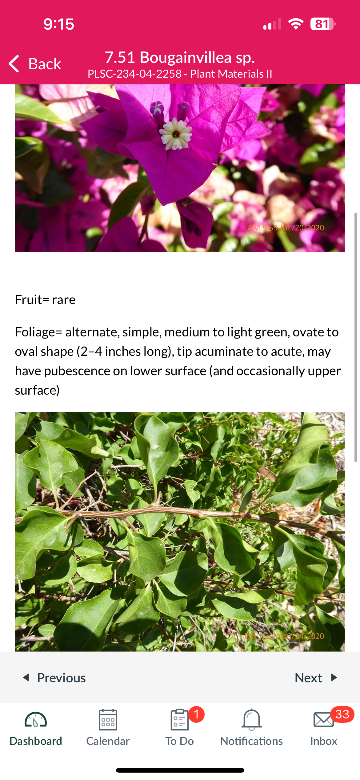 <p>Bougainvillea sp. </p>