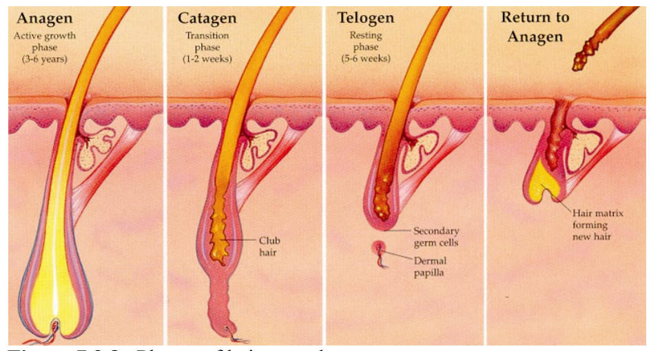 <ul><li><p>Anagen - The active growth period for hair formation.</p></li><li><p>Catagen - The transitional phase in hair growth when the hair stops growing and the portion of the follicle surrounding the hair root shrinks considerably.</p></li><li><p>Telogen - The resting period for the follicle in the hair growth cycle.</p></li></ul>