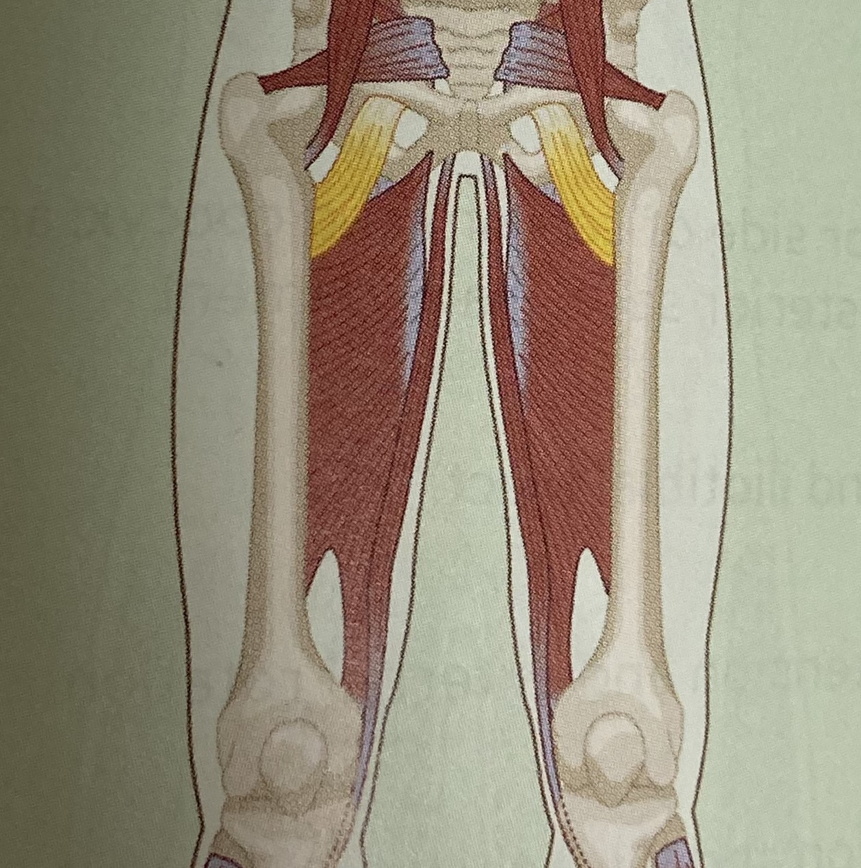 <ul><li><p>category: hip musculature</p></li><li><p>origin: superior pectineal line of the pelvis</p></li><li><p>insertion: posterior pectineal line of the femur</p></li><li><p>isolated function: concentric hip adduction, flexion, and internal rotation</p></li><li><p>integrated function: eccentric hip abduction, extension, external rotation</p></li><li><p>stabilizes the LPHC</p></li></ul><p></p>