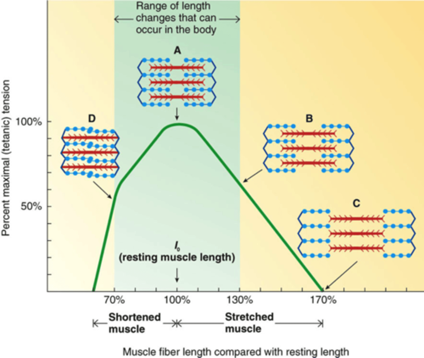 <p>maximal ability of a muscle to develop tension and exert force varies depending upon the length of the muscle during contraction</p>