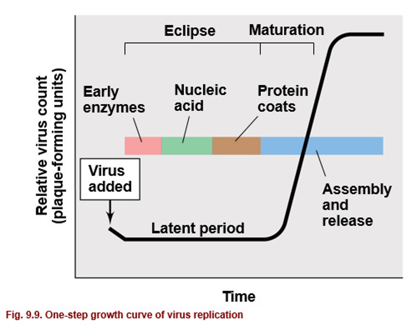 <p>a period of time in which, if the infected cells are lysed, no viral particles will be found because all viruses are disassembled. (AKA latent period)</p>