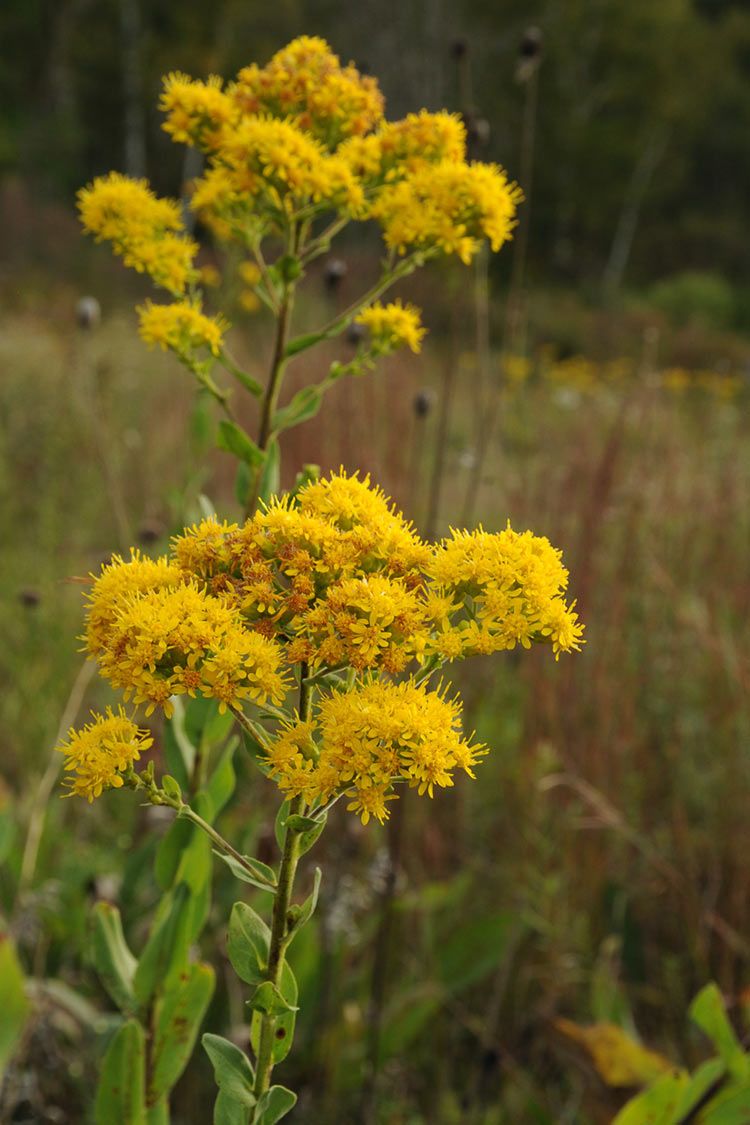 Stiff Goldenrod