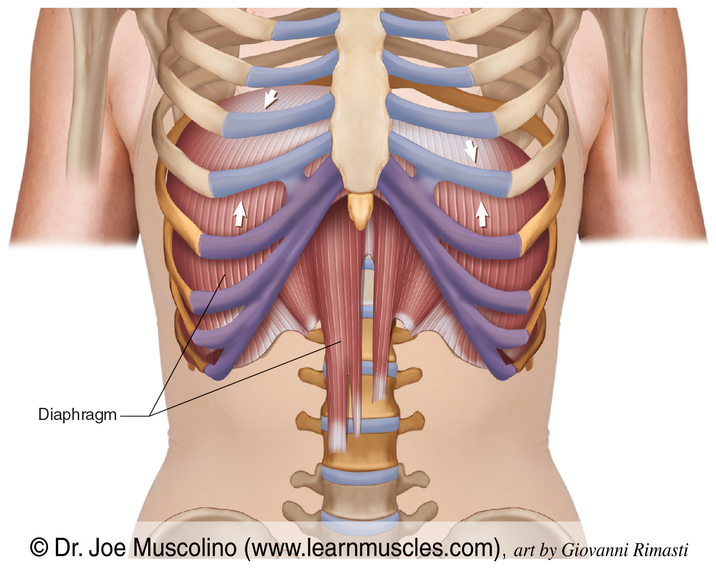 <p>diaphragm </p>