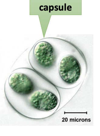 <p>Prokaryote Structure</p>