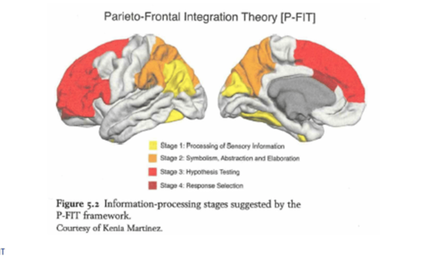 <p>- verwerking van input: occipitaal &amp; temporaal (basisverwerking van visuele &amp; auditieve info)</p><p>- integratie &amp; abstractie: pariëtale kwab = belangrijk voor aandachtscontrole en snelheid van denken</p><p>- probleemoplossing en evaluatie: obv pariëtale-frontale interactie: pariëtale en frontale kwab werken samen om hypothese te testen</p><p>- responsselectie: anterieure cingulate gyrus: antwoord kiezen</p>