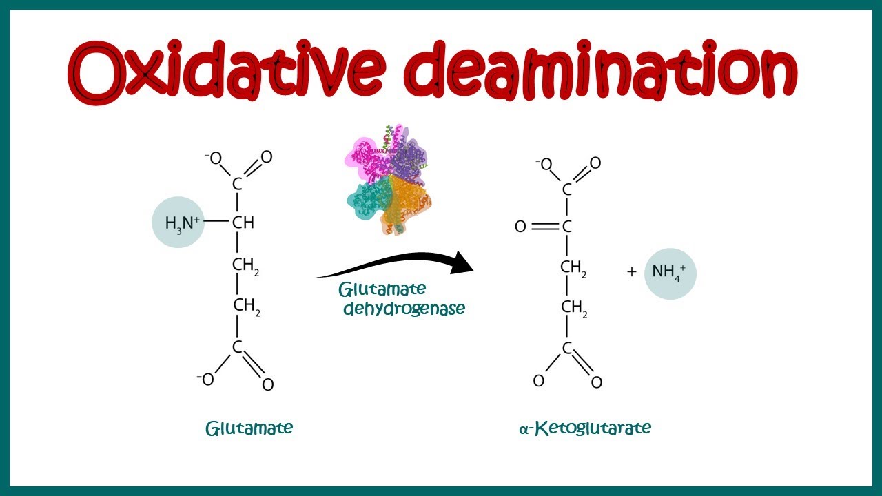 <p><span style="font-family: Arial">Oxidative <u>removal </u>of a free amino group forming an </span><span style="font-family: Symbol">a-</span><span style="font-family: Arial">keto acid + free ammonia via <u>glutamate dehydrogenase</u></span></p><p></p>