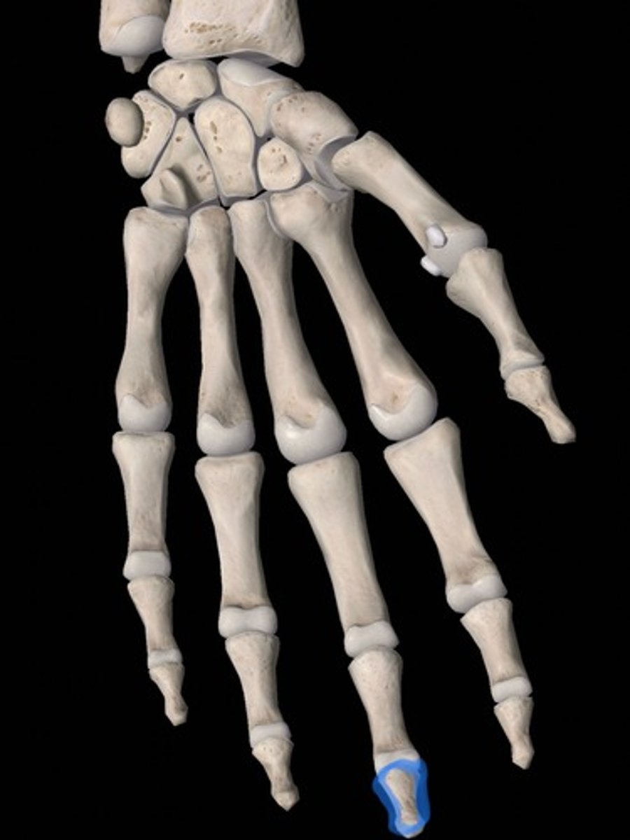 <p>bone</p>