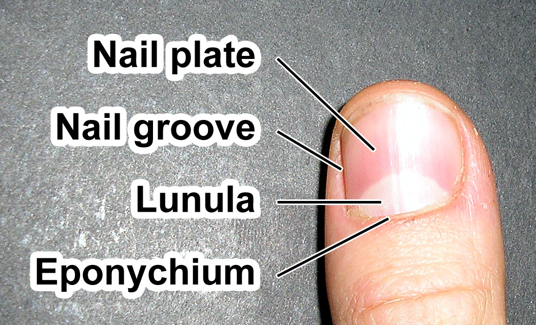 <p>the region that lives over the thick nail matrix </p>