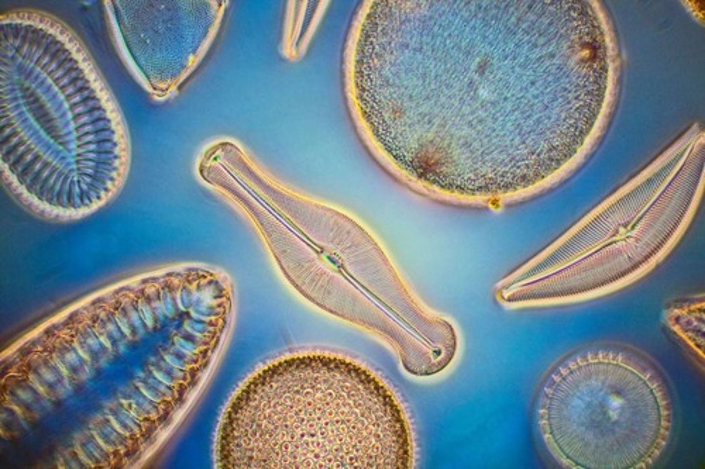 <p>Unicellular algae, key phytoplankton in aquatic systems.</p>