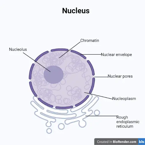 <p>Envelope sorrounding the nucleous (animal, plant) </p>