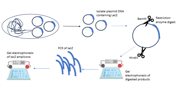 <ul><li><p><span>Isolate plasmid w lacZ gene</span></p></li><li><p><span>Restriction enzymes to cut specific section of plamid</span></p></li><li><p><span>Gel electrophoresis to see if the enzymes cut/worked</span></p></li><li><p><span>PCR of the actual lacZ gene/DNA</span></p></li><li><p><span>Gel electrophoresis of the lacZ amplicons to see if any DNA was amplified</span></p></li></ul><p></p>