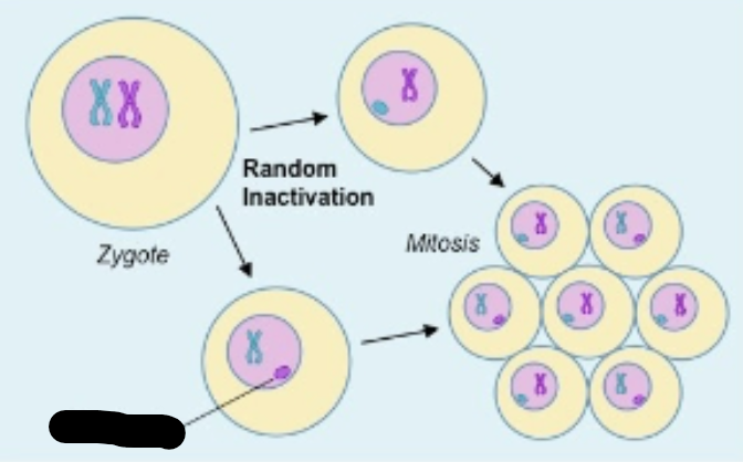 <p>female mammals have one X-chromosome inactivate (becomes heterochromatin)</p><ul><li><p>random in each individual cell (either X)</p></li></ul><p></p>