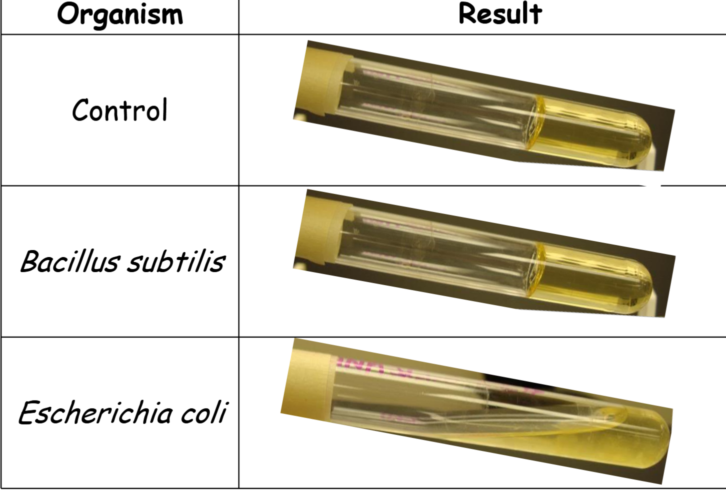 <p>result 1:</p><p>control: gelatinase is absent -</p><p>Bacillus subtilis: gelatinase is absent -</p><p>Escherichia coli: gelatinase is present +</p>