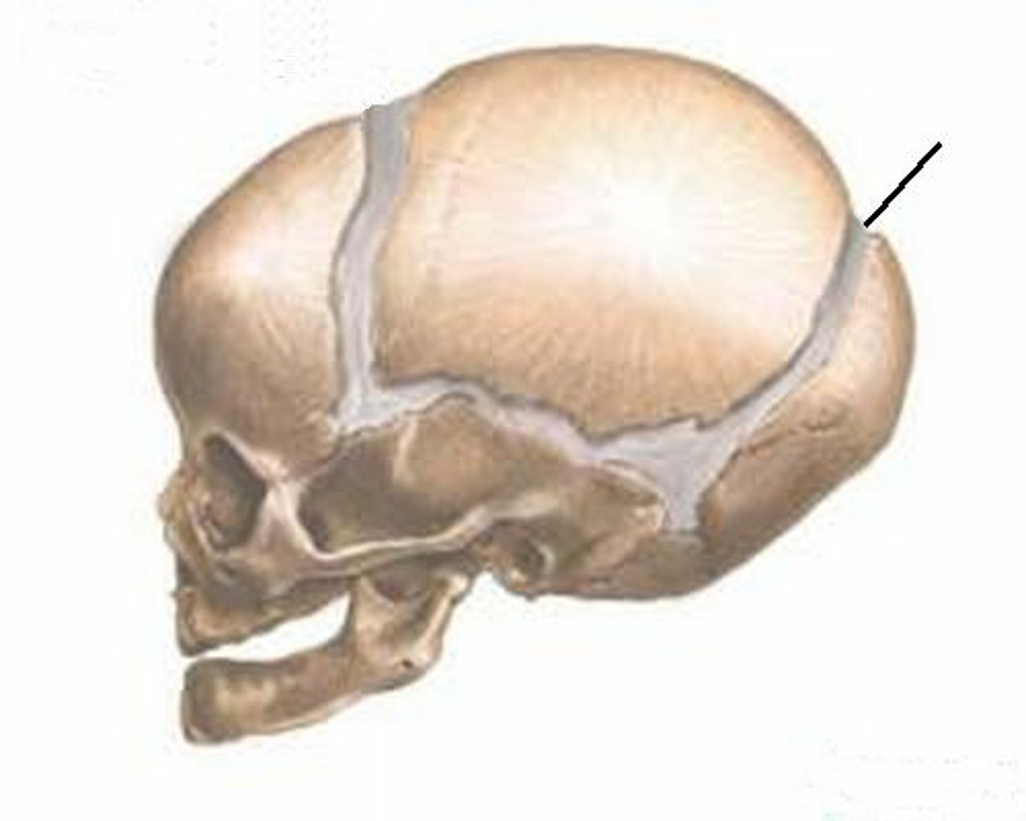<p>back soft spot on fetal skull between parietal and occipital bone</p>