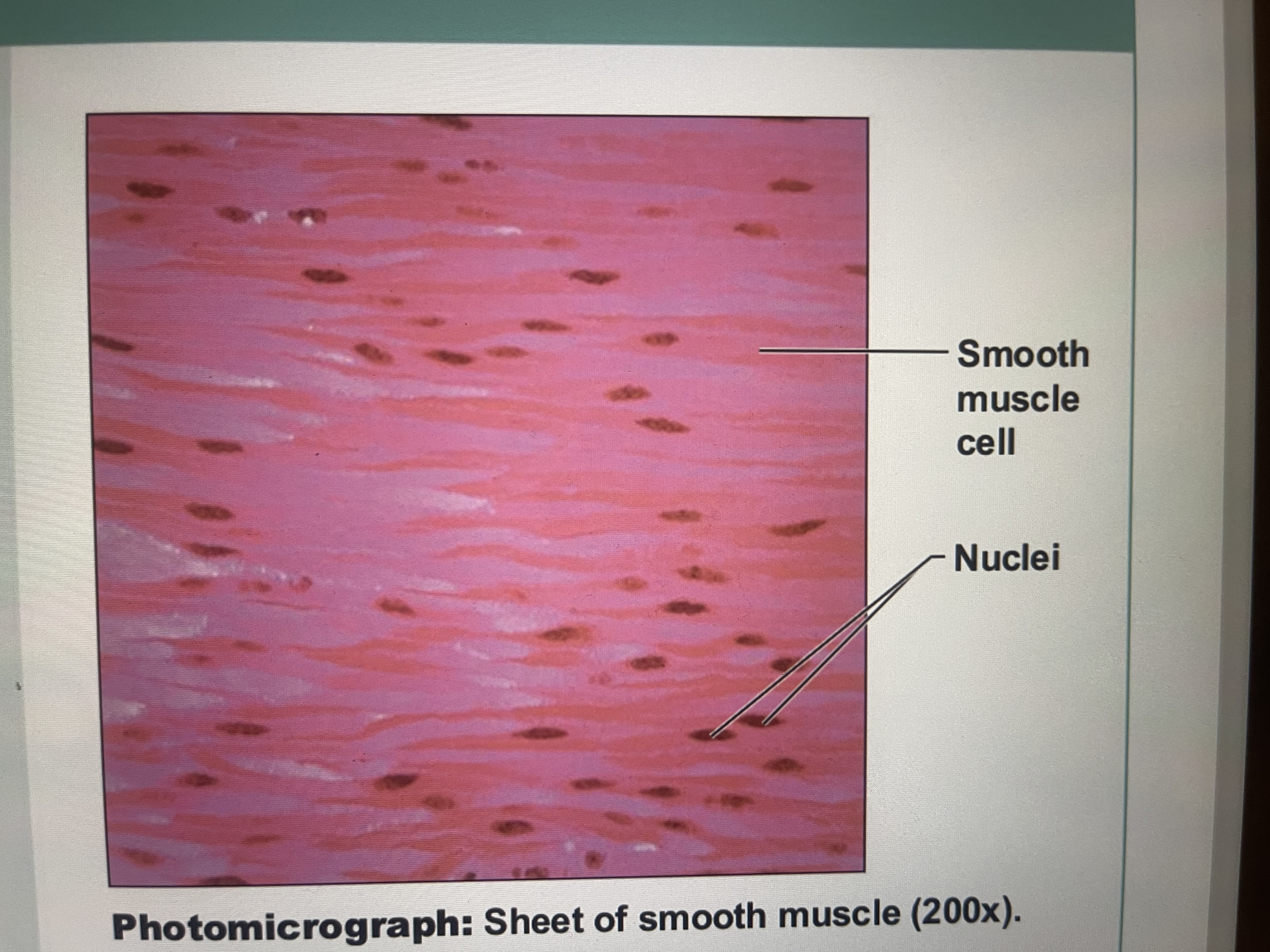 <ul><li><p>involuntary muscle </p></li><li><p>no visible striations</p></li><li><p>rod shapes cells with 1 nucleus </p></li></ul>