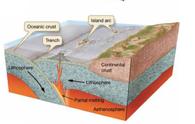 <ul><li><p>denser plate subducts</p></li><li><p>deep trenches are generated</p></li><li><p>volcanic island arcs are built </p></li></ul><p></p>