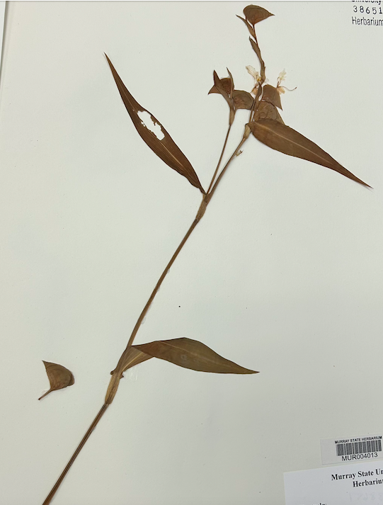 <p><span style="background-color: transparent;"><span>Order? Family?</span></span></p>