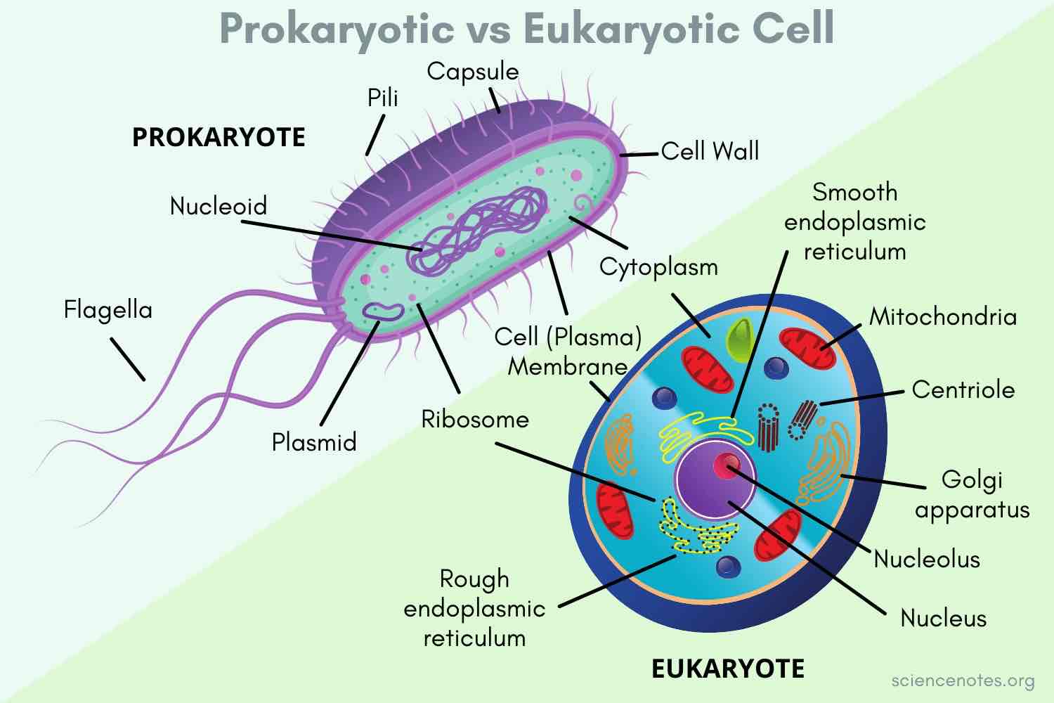 <p> prokaryotic cell</p>