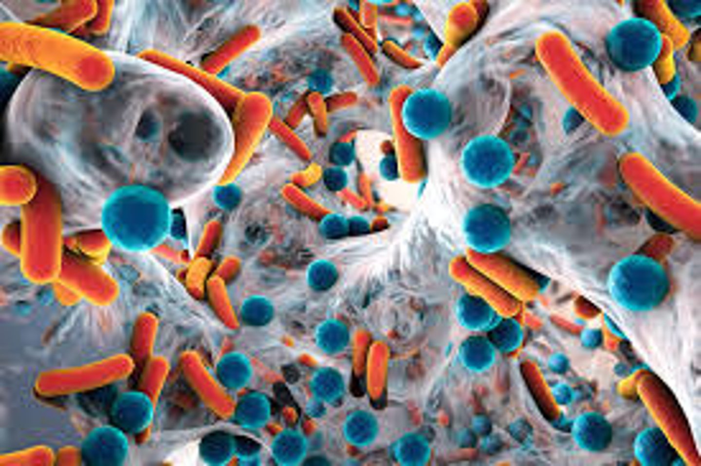 <p>microbiology</p>