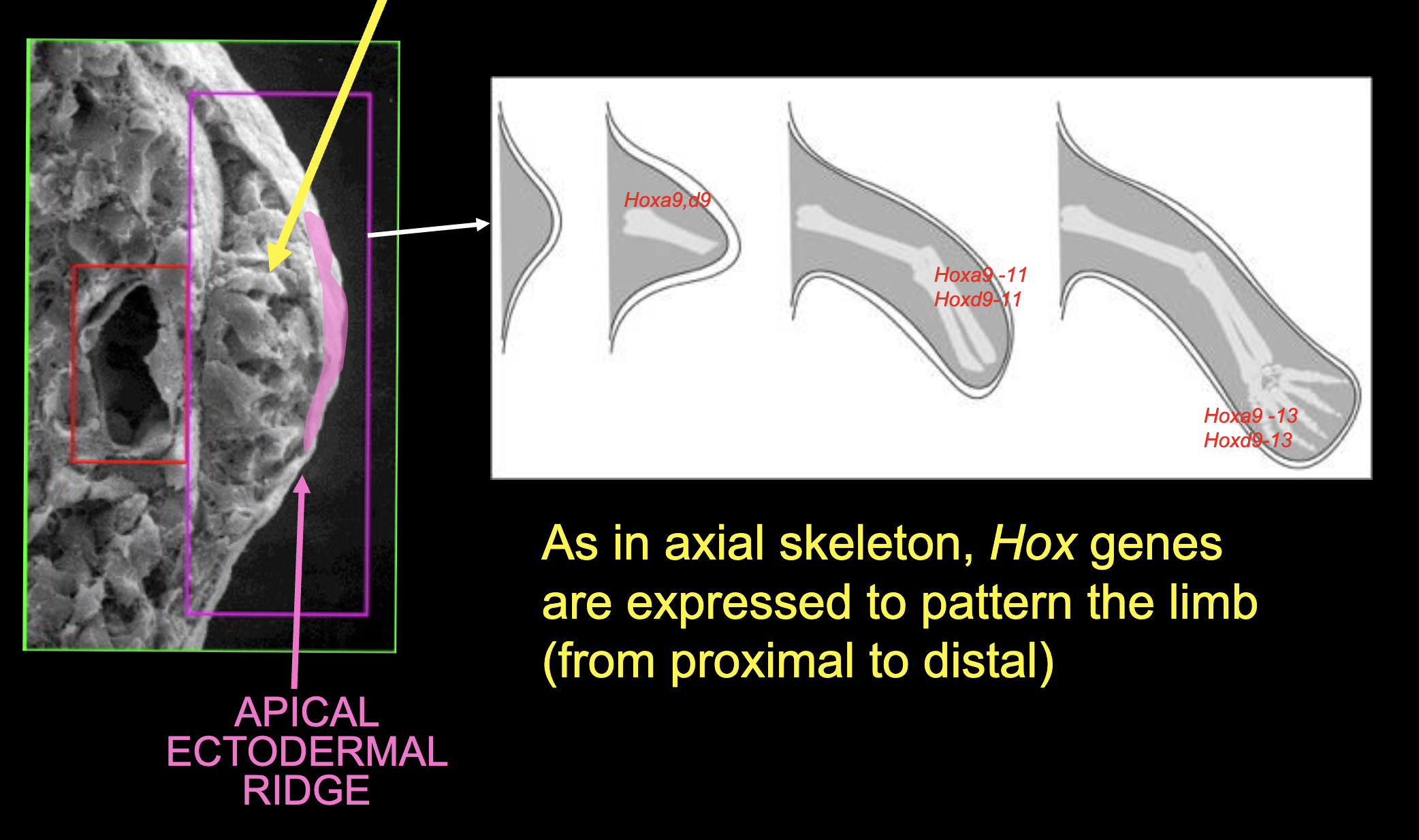 <p>the <span>“organizing center” - sends out signals that cause pattern of cell differentiation of limbs from proximal to distal</span></p>