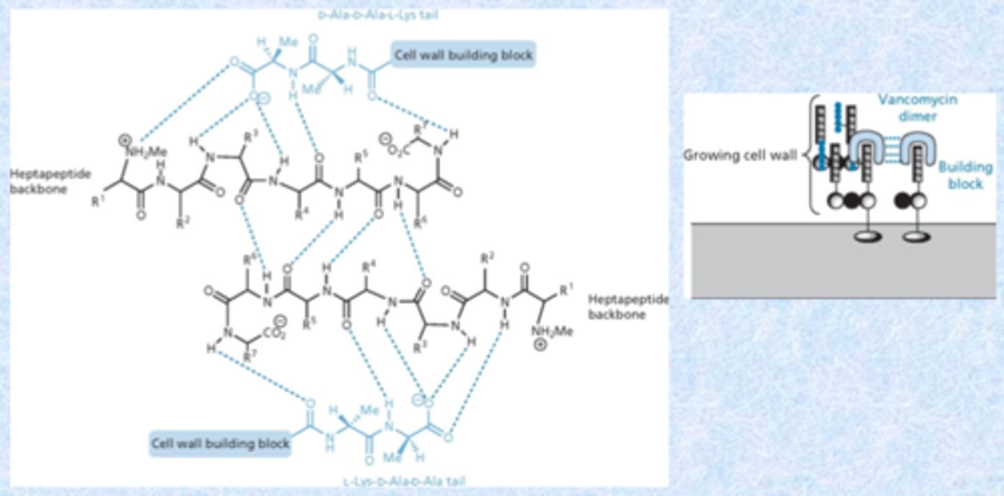 <p>- dimers are an important component in the cell wall</p><p>- binds to itself in a dimer and binds to d-ala d-ala units</p><p>- shuts down</p><p>- sugar and chlorine groups also important in dimerization</p>
