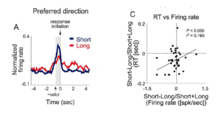 <p><span style="color: rgb(7, 7, 7);"><span>more negative RT CR = more positive the neural CR<br></span></span></p><p><span style="color: rgb(7, 7, 7);"><strong><span>shorter RT on high value trials </span></strong><span>=</span><strong><span> higher firing rates on high value trials</span></strong><span> vs short delayed trials after the cue and before reward delivery</span></span><br></p><div data-type="horizontalRule"><hr></div><p></p><p>during waiting period, there is higehr actiivty for neurons preferring long delay</p>