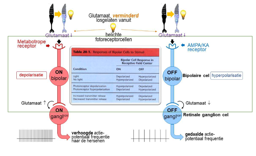 <ul><li><p>elke foveale kegel → maakt contact met 2 bipolaire cellen (= divergentie van informatie)</p><ul><li><p>ON-bipolaire cel</p><ul><li><p>depolariseert als reactie op toename van licht dat door kegel wordt opgevangen</p></li><li><p>met metabotrope receptoren</p></li></ul></li><li><p>OFF-bipolaire cel</p><ul><li><p>hyperpolariseert als reactie op toename van licht dat door kegel wordt opgevangen</p></li><li><p>met AMPA/KA receptoren</p></li></ul></li></ul></li></ul><p>→ ON- &amp; OFF-bipolaire cellen reageren verschillend op dezelfde fotoreceptorinput</p><ul><li><p>want: brengen verschillende soorten postsynaptische glutamaatreceptoren tot expressie → zorgt voor veranderingen in membraanpotentiaal in tegengestelde richtingen</p></li></ul><p>→ ON- &amp; OFF-bipolaire cellen:</p><ul><li><p>geeft informatie of belichting van netvlies toenam of afnam</p></li><li><p>ON/OFF-onderscheid → op veel niveaus van visuele pathway aanwezig</p></li></ul><p></p>