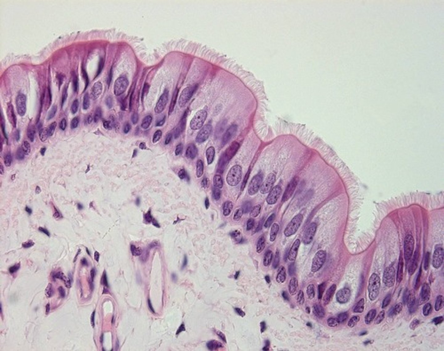<p>Single layer of cells appearing stratified, found in trachea.</p>