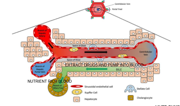 <p>Metabolized drugs from hepatocytes are pumped into bile canaliculi, which direct them toward bile ducts for excretion</p>