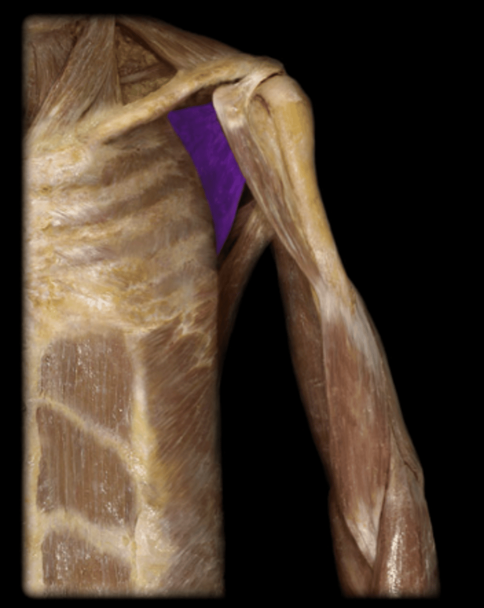 <p>origin: subscapular fossa of scapula.<br>insertion: lesser tubercle of humerus and anterior surface of joint capsule.<br>action: modulates action of deltoid, prevents humeral head from sliding upward when arm is abducted, and rotates humerus medially.</p>