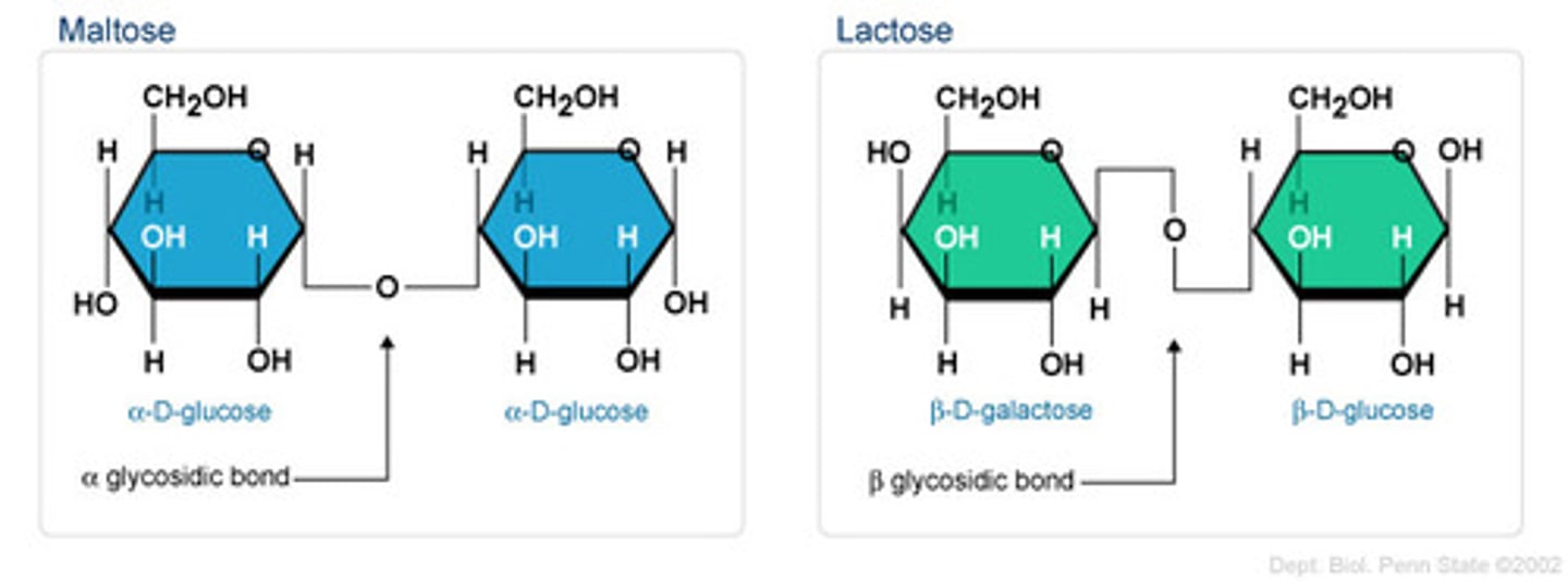 <p>acetals connecting two sugars</p><p>glycogen usually has an alpha-1,4-glycosidic bonds</p><p>but branching of glycogen occurs with alpha-1,6-glycosidic bonds</p><p>notation involves alpha/beta of left most sugar and carbon numbers</p><p>change in alpha/beta tells you an SN2 reaction occurred at the anomeric carbon</p>