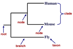 -point on evolutionary tree