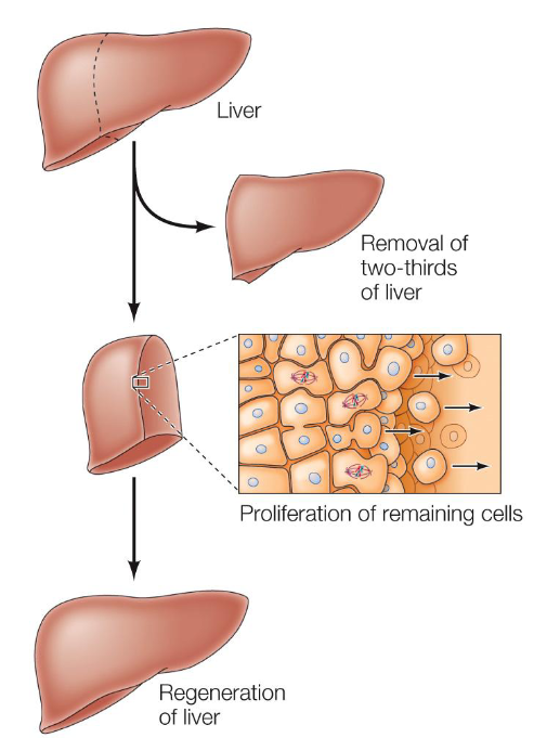 <p>Liver cells are arrested in G<sub>0</sub> but resume proliferation to replace damaged tissue.</p>