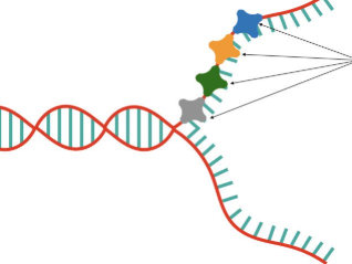 <p>prevent two strands from rejoining each other to replicate</p>