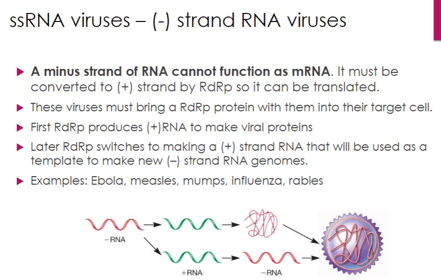 <p>-Most negative (minus)-strand RNA viruses are enveloped viruses that vary in morphology from spherical, to filamentous, rod-shaped, bullet-shaped, and pleomorphic. Members of eight families have nonsegmented linear genomes and are grouped into the order Mononegavirales. The remaining negative-strand RNA viruses have segmented genomes that range from two to eight segments, each encoding usually one protein. The genomes of negative-strand RNA viruses cannot function as mRNA. Therefore these viruses must bring at least one RNA-dependent RNA polymerase (RdRp) into the host cell during entry. Initially the viral genome serves as the template for mRNA synthesis (figure 18.44). Later the virus switches from mRNA synthesis to genome replication, as the RdRp synthesizes a distinct positive-strand RNA for replication. During this phase of the life cycle, the positive-strand RNA molecules synthesized from the negative-strand genome serve as templates for the manufacture of new negative-strand RNA genomes.</p>