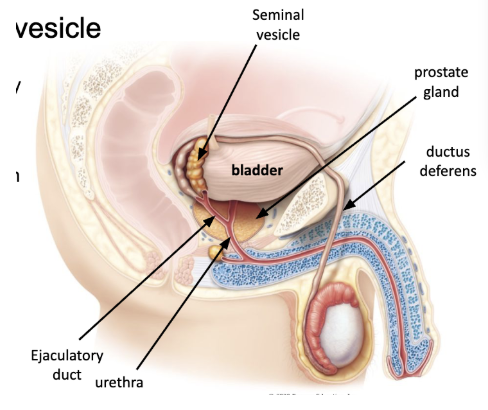 <ul><li><p><span style="background-color: transparent;"><span>ductus (vas) deferens enters pelvic cavity through inguinal canal</span></span></p></li><li><p><span style="background-color: transparent;"><u><span>ductus deferens</span></u><span> joined by </span><u><span>seminal vesicle</span></u><span> to create </span><u><span>ejaculatory duct</span></u><span> within </span><u><span>prostate gland</span></u></span></p></li><li><p><span style="background-color: transparent;"><span>seminal vesicles release into semen</span></span></p><ul><li><p><span style="background-color: transparent;"><u><span>fructose</span></u><span> - energy supply for sperm cells</span></span></p></li><li><p><span style="background-color: transparent;"><u><span>prostaglandins</span></u><span> - promote dilation of cervical canal and contraction of uterus</span></span></p></li></ul></li></ul><p><span style="background-color: transparent;"><u><span>clotting proteins</span></u><span> - coagulates semen after ejaculation</span></span></p>