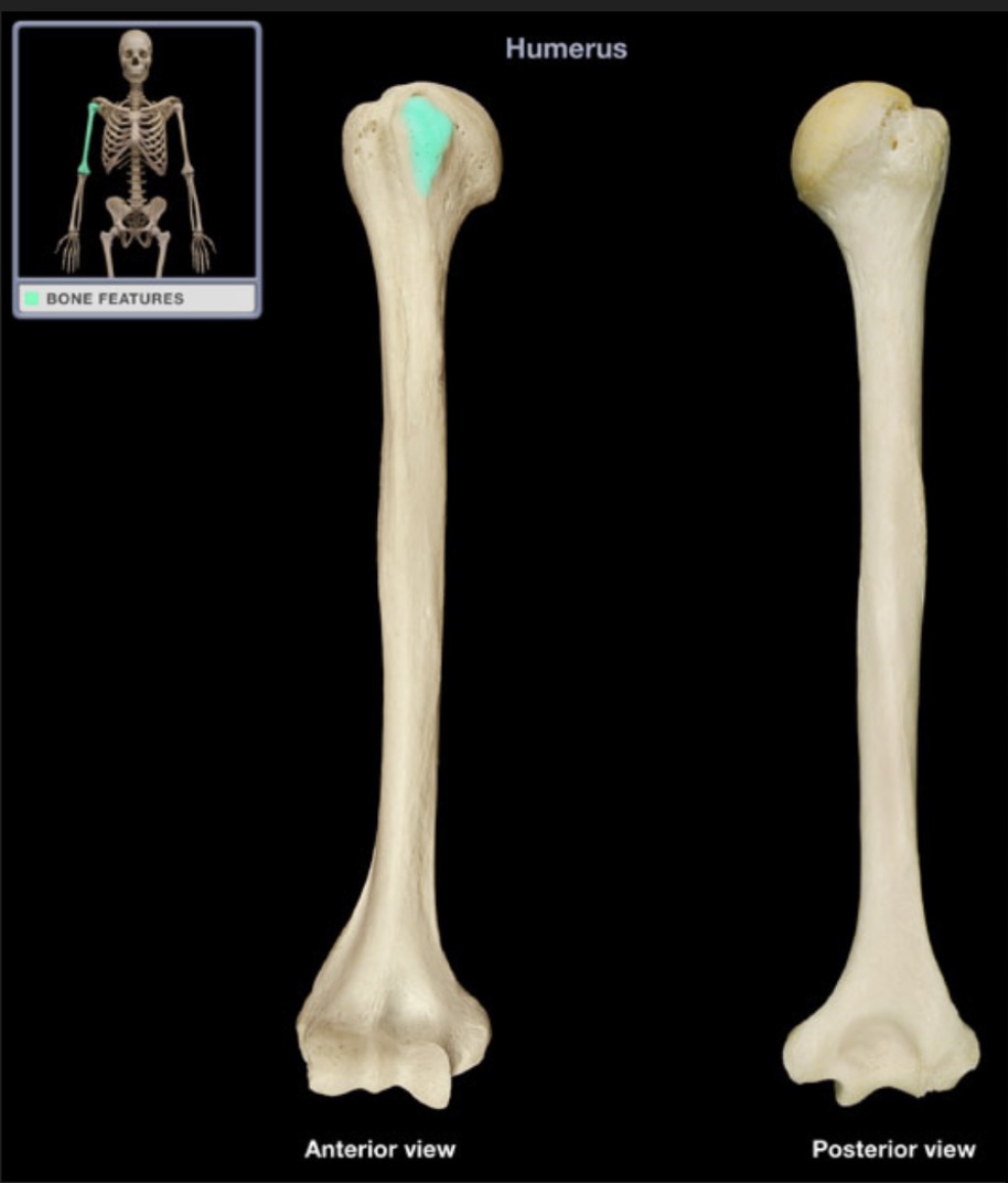 <p><span style="font-family: Arial, sans-serif; color: rgb(45, 59, 69)">process anterior to the greater tubercle of the humerus</span></p>