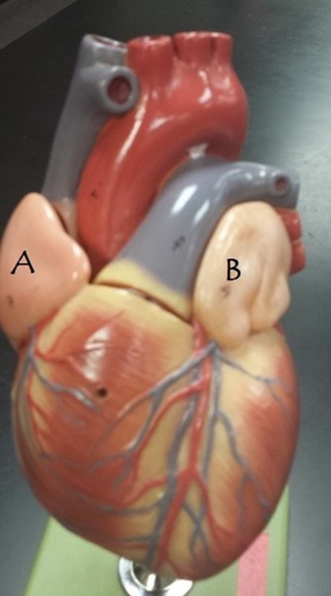 <p>Identify B</p>