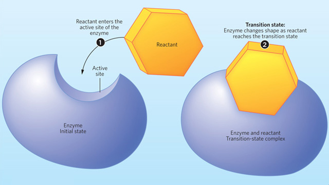 <p><span style="font-family: Arial, sans-serif">&nbsp;in a chemical reaction a state in which the original bonds have stretched to their limit; once this state is reached the reaction can proceed to the formation of products&nbsp;</span></p>