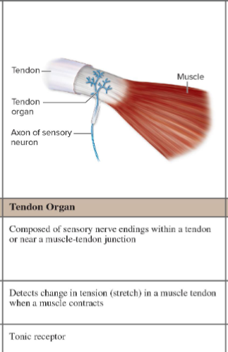 <p>What do Golgi tendon organs detect?</p>