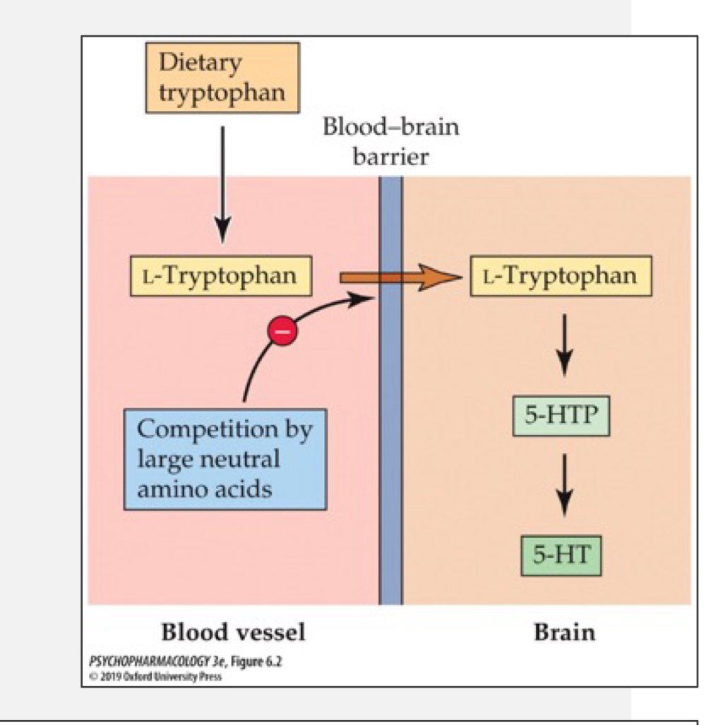 <p>found that feeding rats more protein-rich foods (high in tryptophan) leads to increases in blood tryptophan but not necessarily brain tryptophan (to be converted to 5-HT)</p><p>suggests that tryptophan has to compete with other amino acids to get across the blood brain barrier</p>