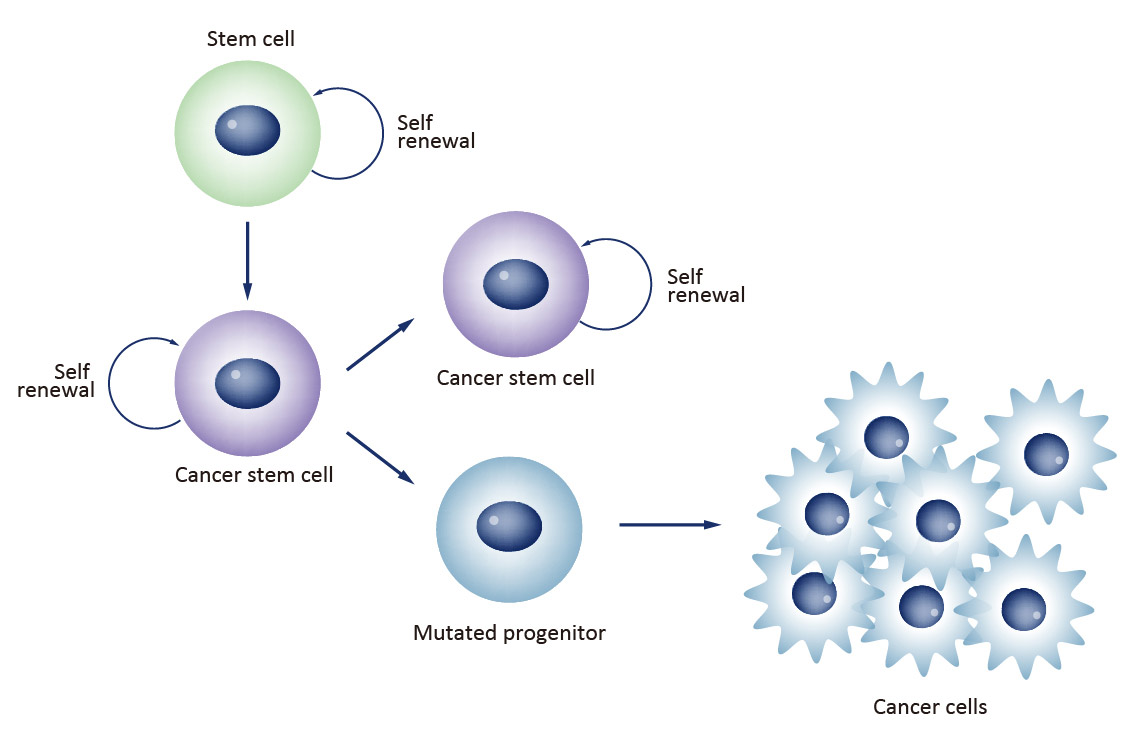 <p><strong>Rare</strong> cells within tumours have the ability to self-renew and give rise to phenotypically diverse tumour cell population to drive tumorigenesis.</p><p>CSCs are malignant cells that display “stem like” properties of self-renewal and ability to produce phenotypically diverse daughter cells. </p>