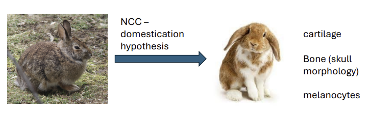 <ul><li><p>Migrate to ultimate destination – implications for domestication </p></li><li><p>Brain nccs associated with HPA -axis. </p></li><li><p>Select for lower stress responses (calmer)</p></li><li><p>Select for fewer/slower nccs migrating to head/brain </p></li></ul><p></p>