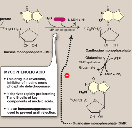 <p>Name this section of GMP synthesis.</p>