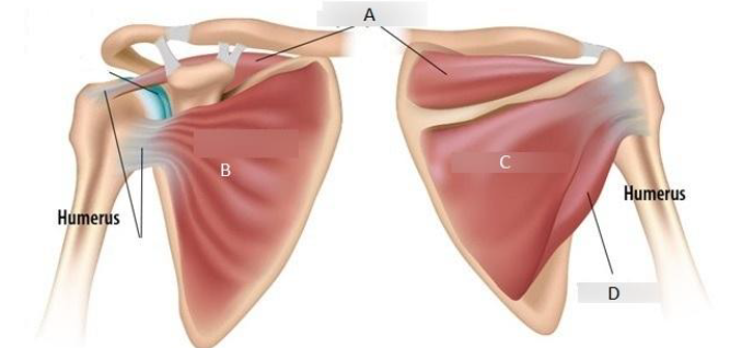 <p>supraspinatus, pectoralis major, infraspinatus, teres major</p>