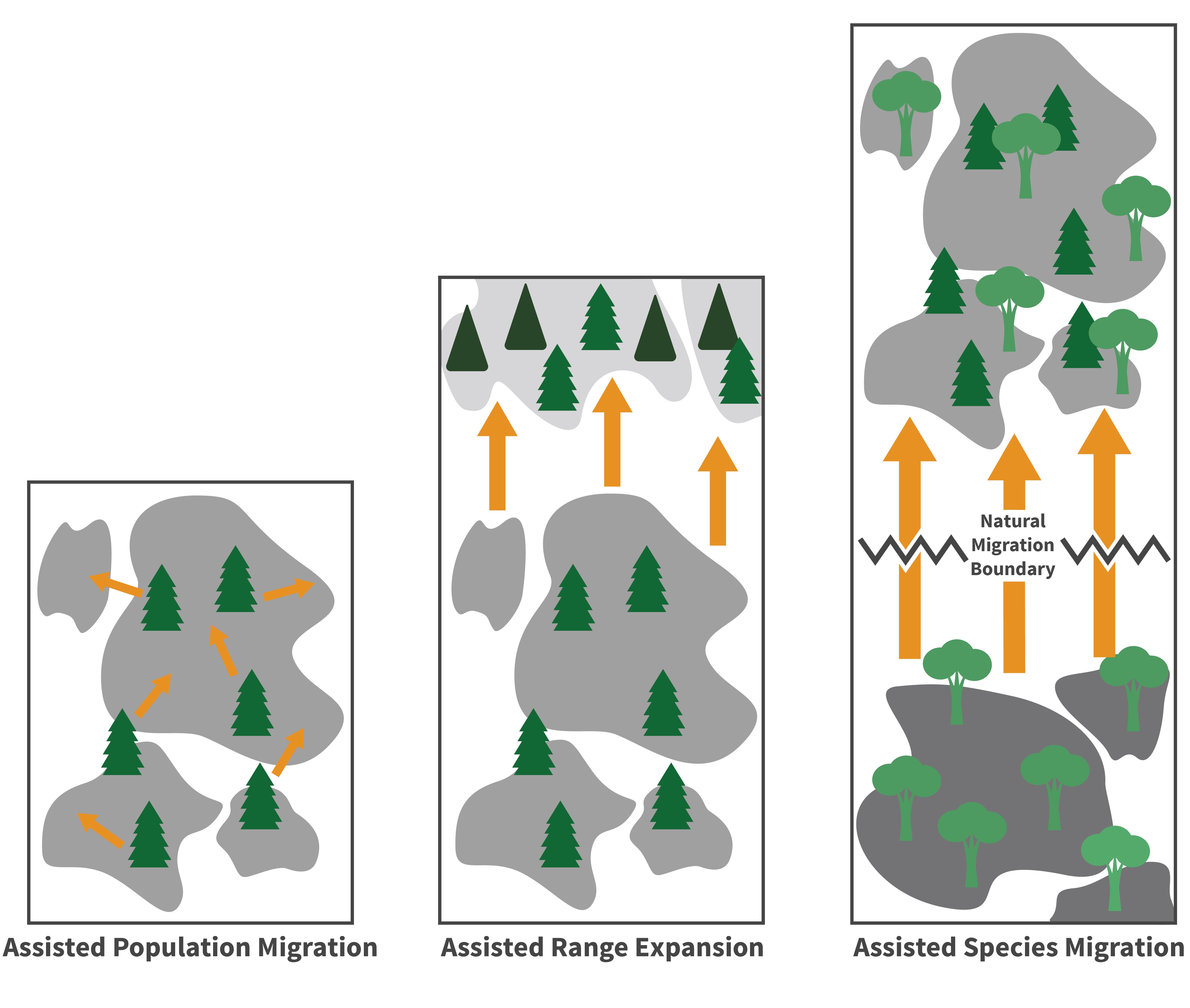 <ul><li><p>The translocation of a species to a favorable habitat beyond its native range for the purpose of protecting the species from human-caused threats</p></li></ul>