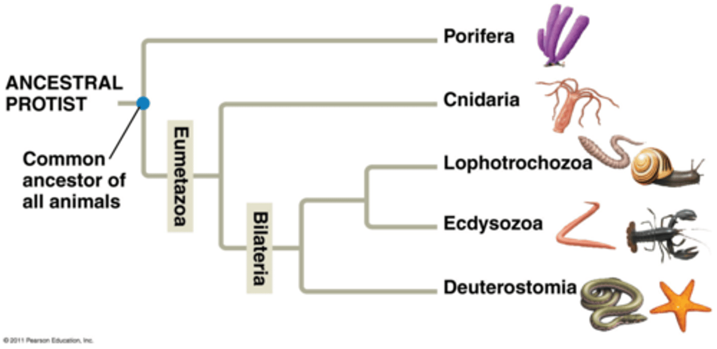 <p>Cnidaria and Bilateria</p><p>3 multiple choice options</p>
